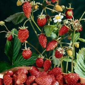 Mignonette, Strawberry Seeds